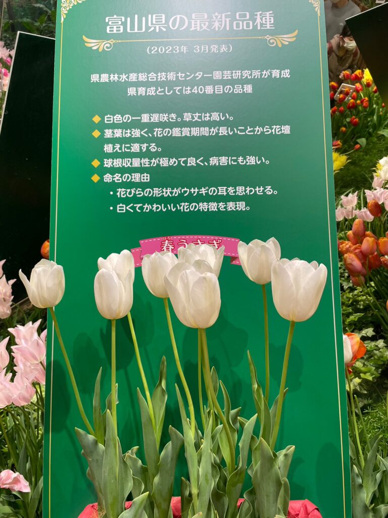 砺波チューリップ公園