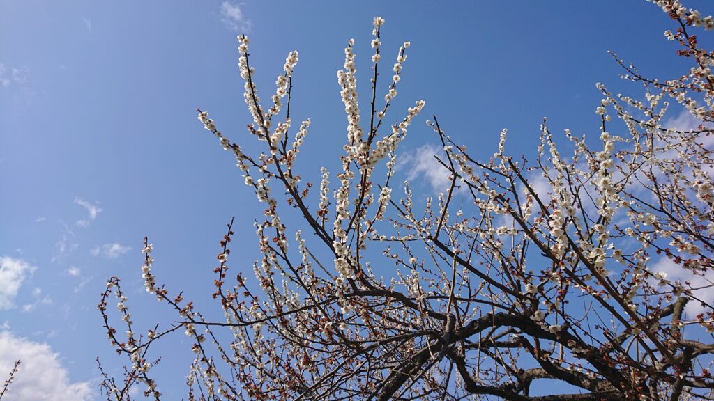 越生梅林梅まつり