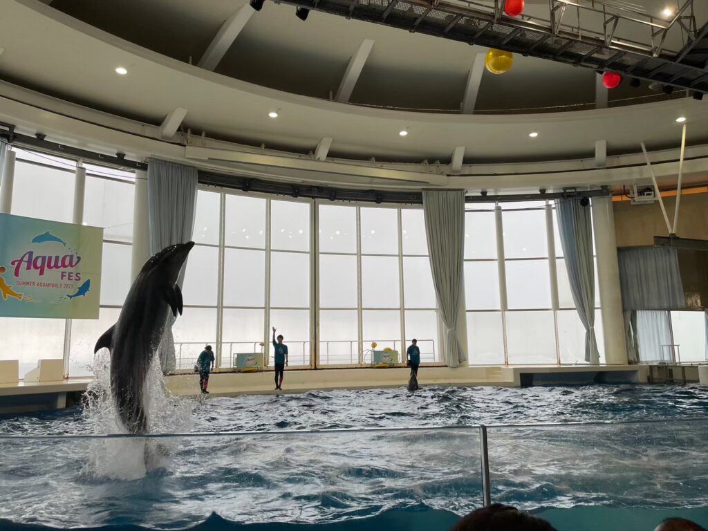 大洗水族館のイルカ