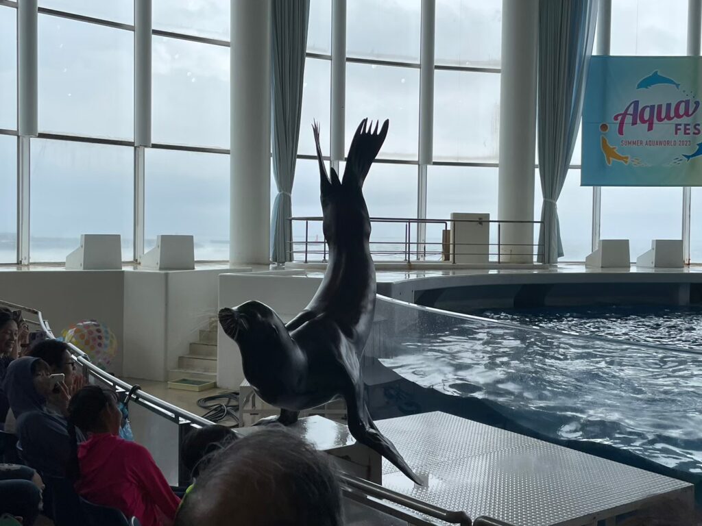 大洗水族館のアシカ