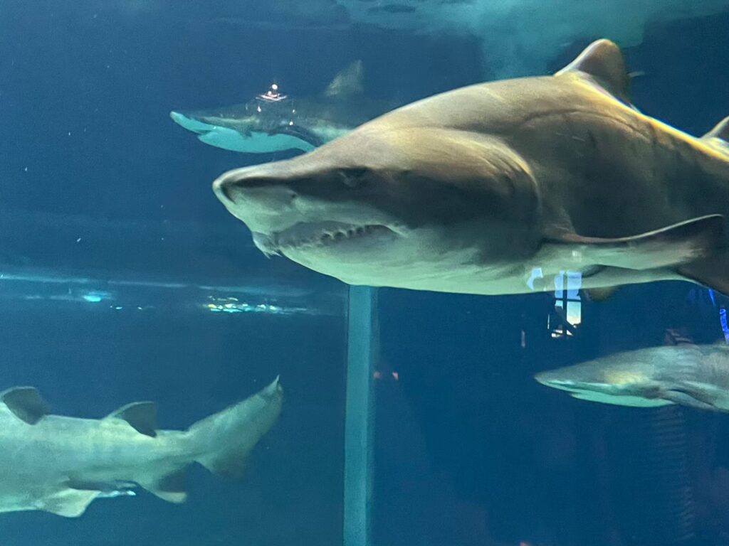 大洗水族館のサメ