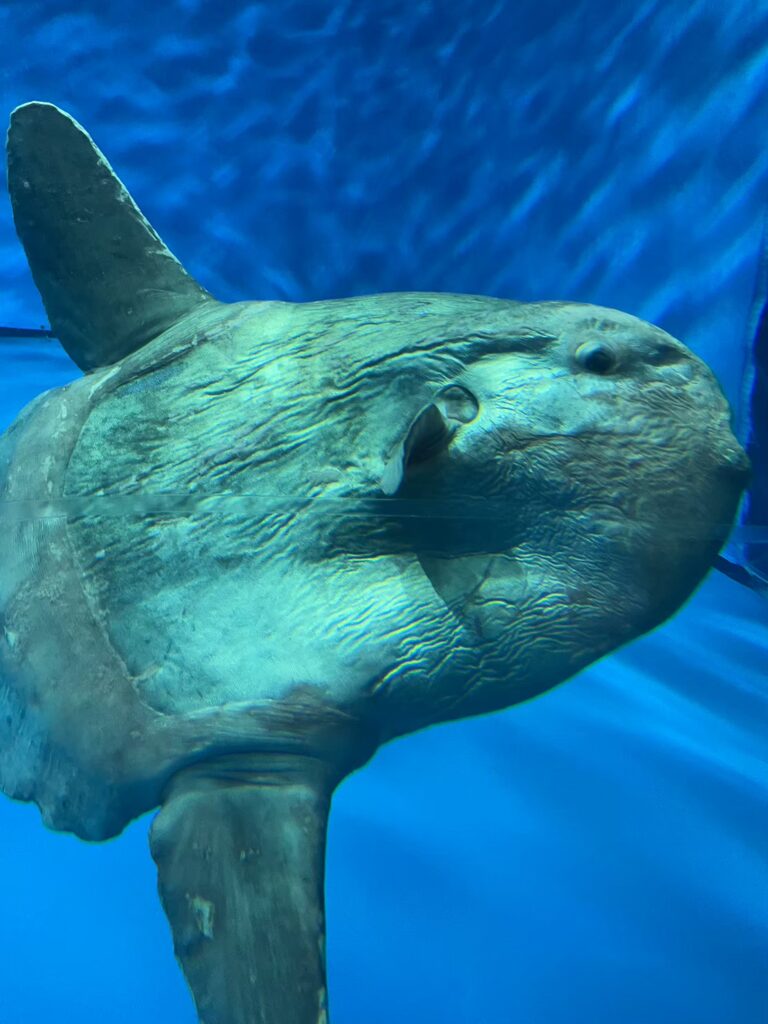大洗水族館のマンボウ