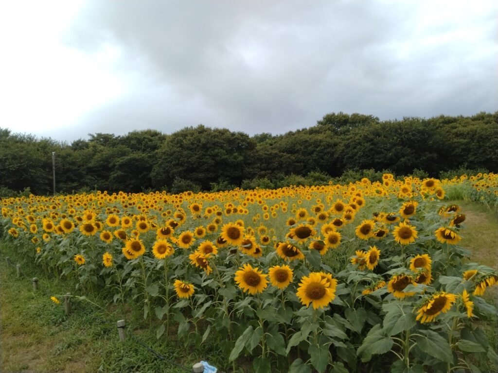 国営ひたち海浜公園