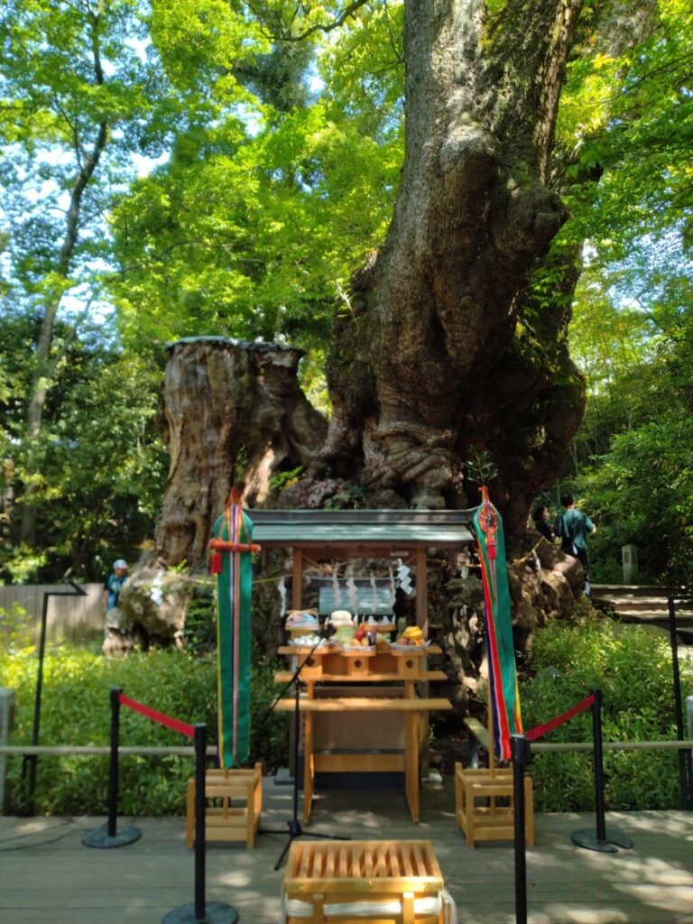 来宮神社　大楠