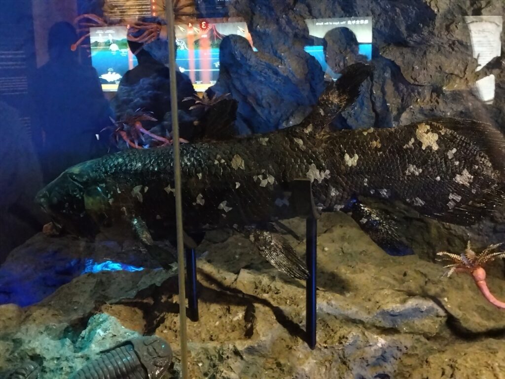 沼津港深海水族館　シーラカンス