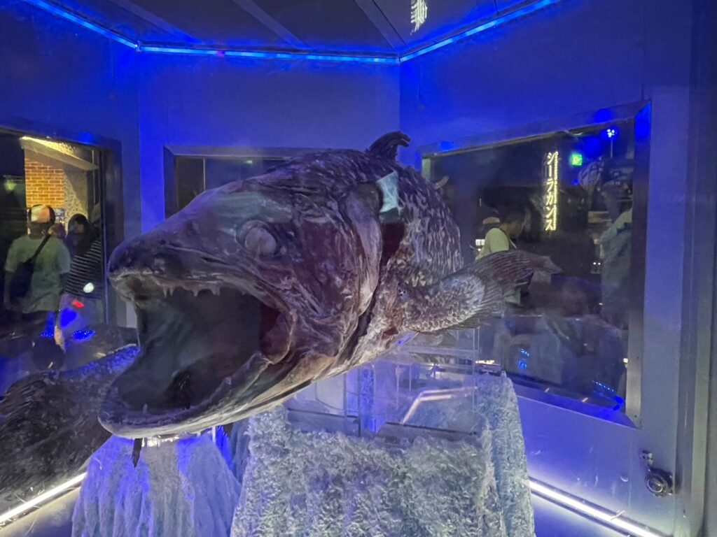 沼津港深海水族館　シーラカンス
