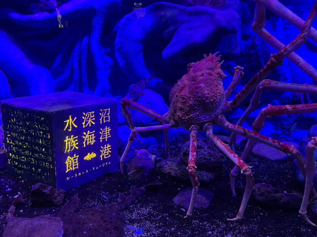 沼津港深海水族館　タカアシガニ