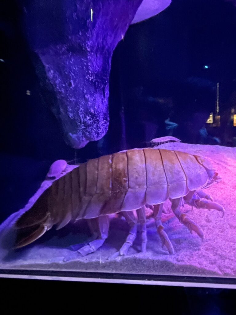 沼津港深海水族館　ダイオウグソクムシ
